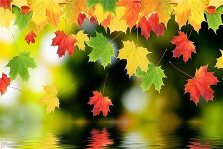 福建成考怎樣才算通過